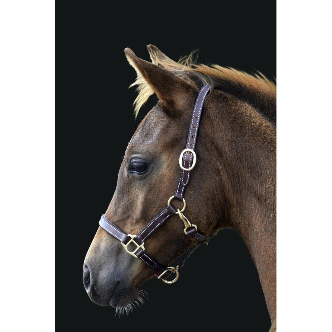 Lädergrimma, föl, Lippo Basic