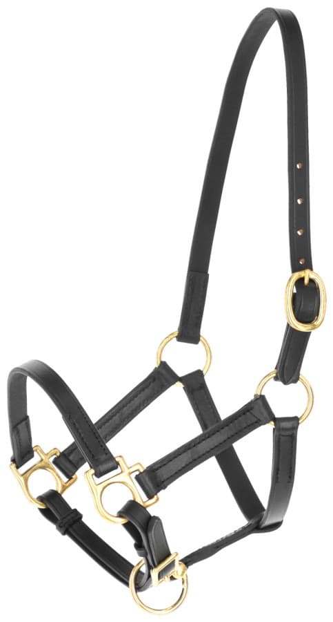 Lädergrimma, föl, Covalliero Eco